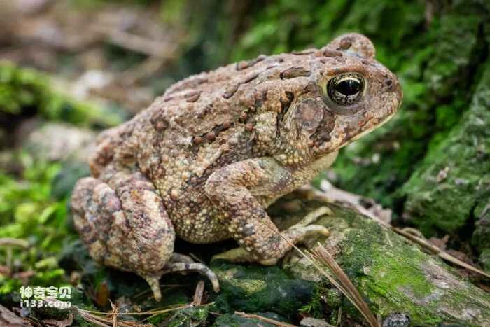 What is the scientific name of a toad?