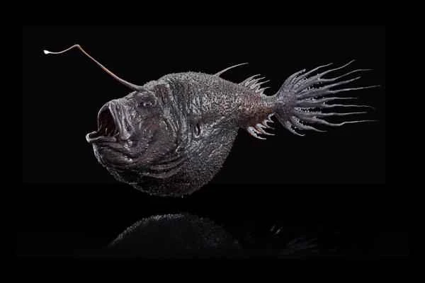 Lanternfish: A Comprehensive Analysis of Characteristics, Habitat, and Feeding Methods