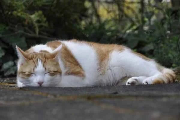 Ciclo de vida del gato - Senior