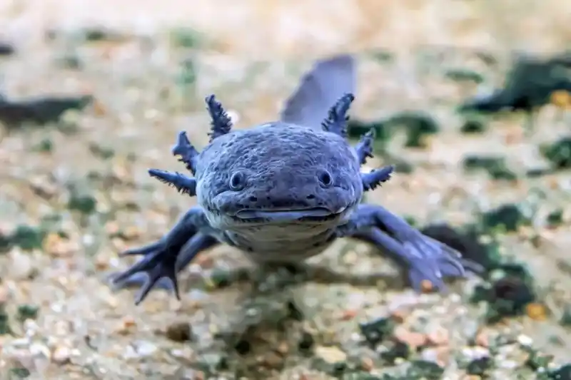 Everything about blue newts: A complete guide