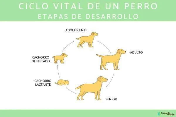 A complete analysis of a dog's life cycle: from birth to old age.