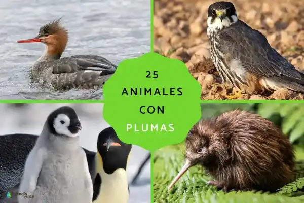25 Feathered Animals (with Names, Characteristics, and Fun Facts)