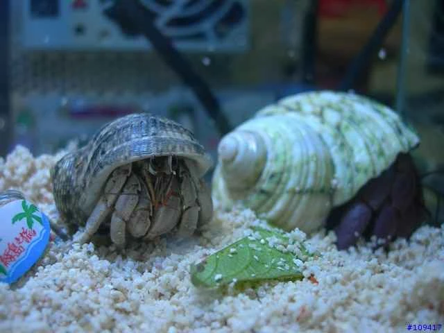 Can hermit crabs be kept in freshwater? — Exploring the living environment and husbandry methods of hermit crabs.