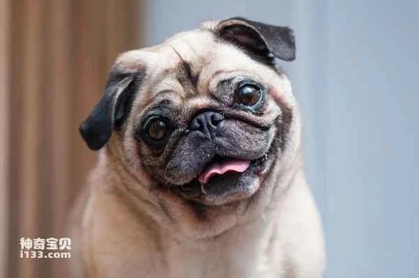 The Top 10 Quietest Dogs in the World