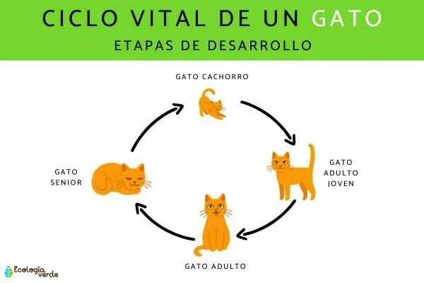 A Cat's Life Cycle: The Cat's Life Cycle and Care Guide for Each Stage (From Kitten to Senior Cat)
