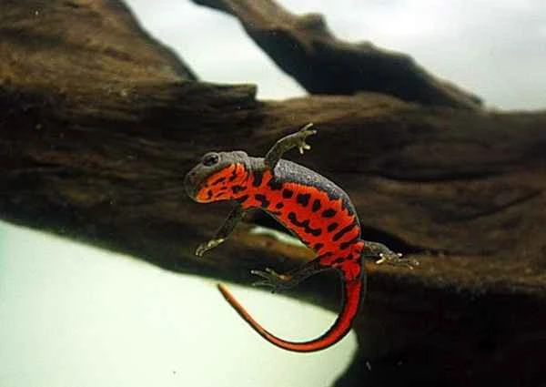 Fire-bellied Newt Complete Guide: Feeding, Habits, and Precautions