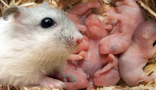 What should you do if your hamster has babies? — A complete care guide