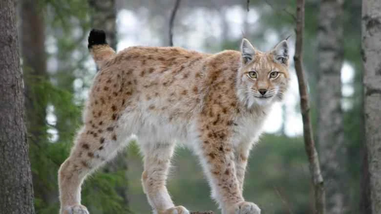 Lynx: The Mysterious Wildcat of the Northern Hemisphere