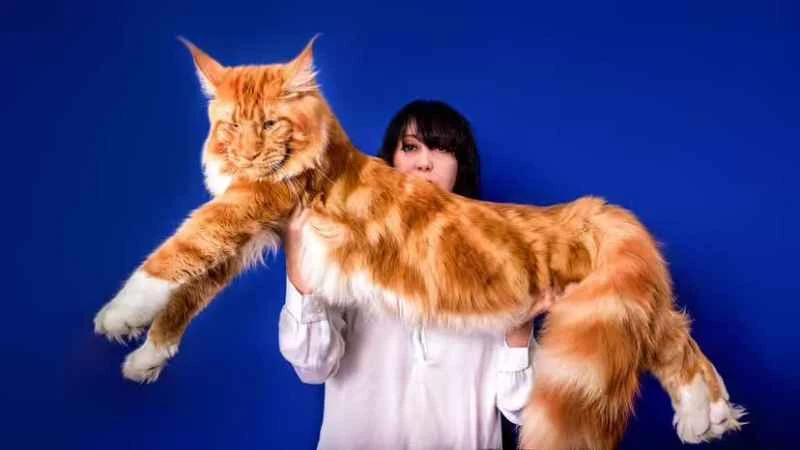 What is the world's largest Maine Coon cat record? Unveiling the legendary size of these "gentle giants".