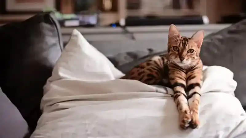 17 "Relatively Hypoallergenic" Cat Breeds: A More Reliable Cat Selection Guide for Those Allergic to Cats