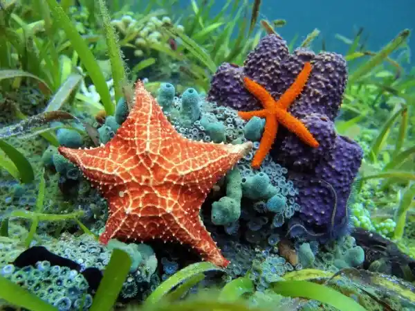 Starfish: Morphological Characteristics, Reproduction Methods, and Classification Explained