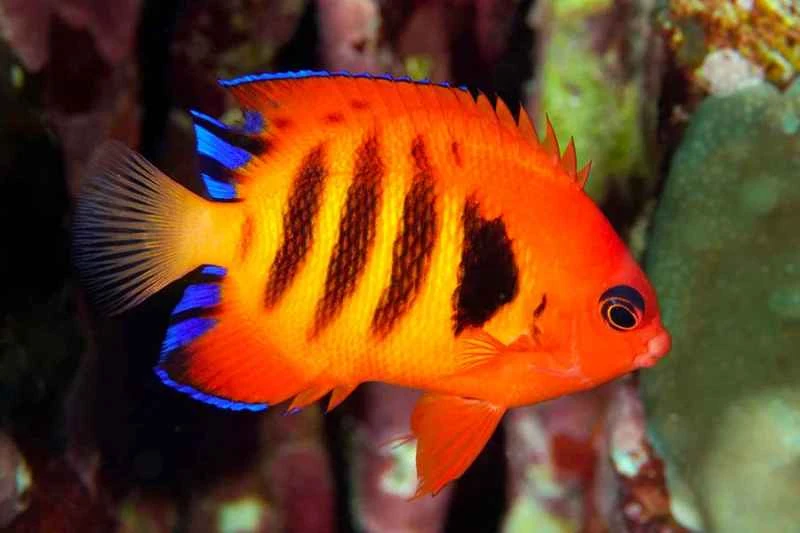 Flame Angelfish (Centropyge loriculus)