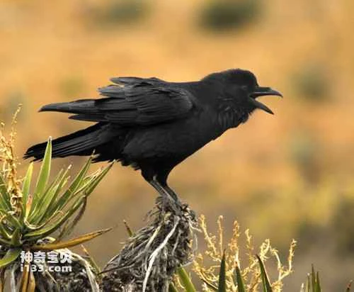 What kinds of birds have black feathers?